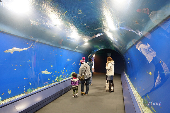 大阪親子必去 大阪海遊館 水族館 隱藏版夜の海遊館攻略 門票優惠 交通介紹 19更新 樂活的大方 旅行玩樂學