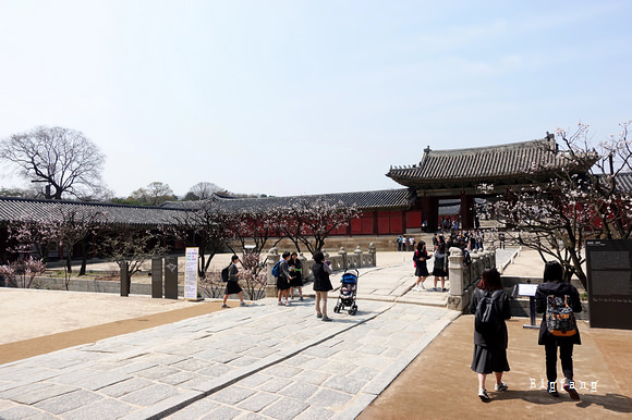 首爾自由行 昌慶宮 창경궁 賞梅花 櫻花 首爾歷史五大古宮之一 秋天還能賞楓 樂活的大方 旅行玩樂學