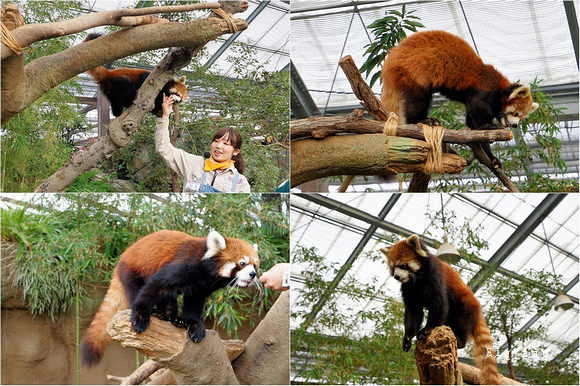 神戶景點 神戶動物王國交通 門票 時間 優惠套票 全家跟水豚君 企鵝 大嘴鳥 袋鼠 羊駝 19新園區 水之谷 樂活的大方 旅行玩樂學