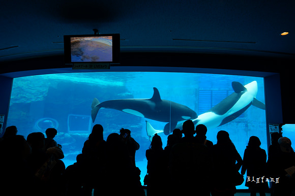 名古屋港水族館 門票入場票價 優惠方式 交通攻略 名古屋必遊景點 樂活的大方 旅行玩樂學