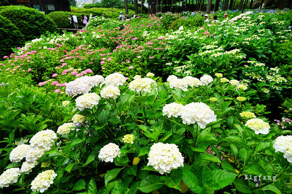 京都宇治賞花名所 三室戶寺紫陽花 日本紫陽花三大名所 六月必訪景點 交通介紹 樂活的大方 旅行玩樂學