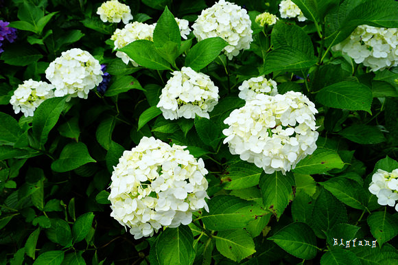 京都宇治賞花名所 三室戶寺紫陽花 日本紫陽花三大名所 六月必訪景點 交通介紹 樂活的大方 旅行玩樂學