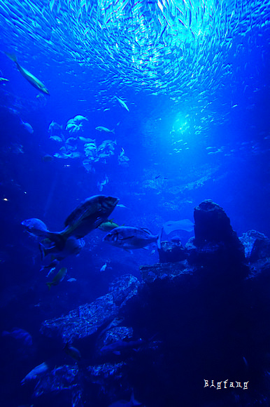 京都自由行 京都水族館 京都車站旁 親子同樂 樂活的大方 旅行玩樂學