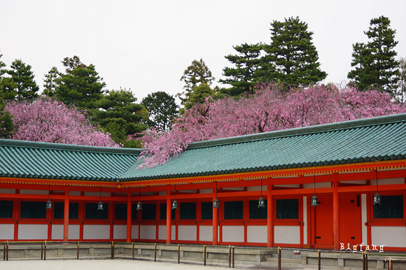 京都賞櫻 平安神宮 京都最大的鳥居 賞櫻聖地 樂活的大方 旅行玩樂學