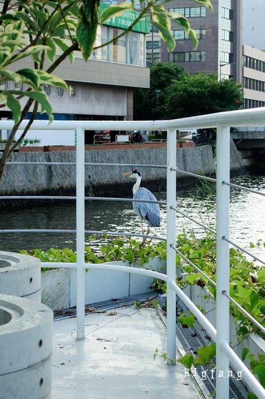 福岡必吃下午茶 Bills鬆餅水上公園店 必訪鬆餅 咖啡店 樂活的大方 旅行玩樂學